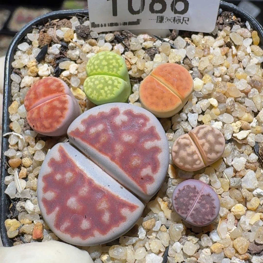 zzzz生石肉锥1086