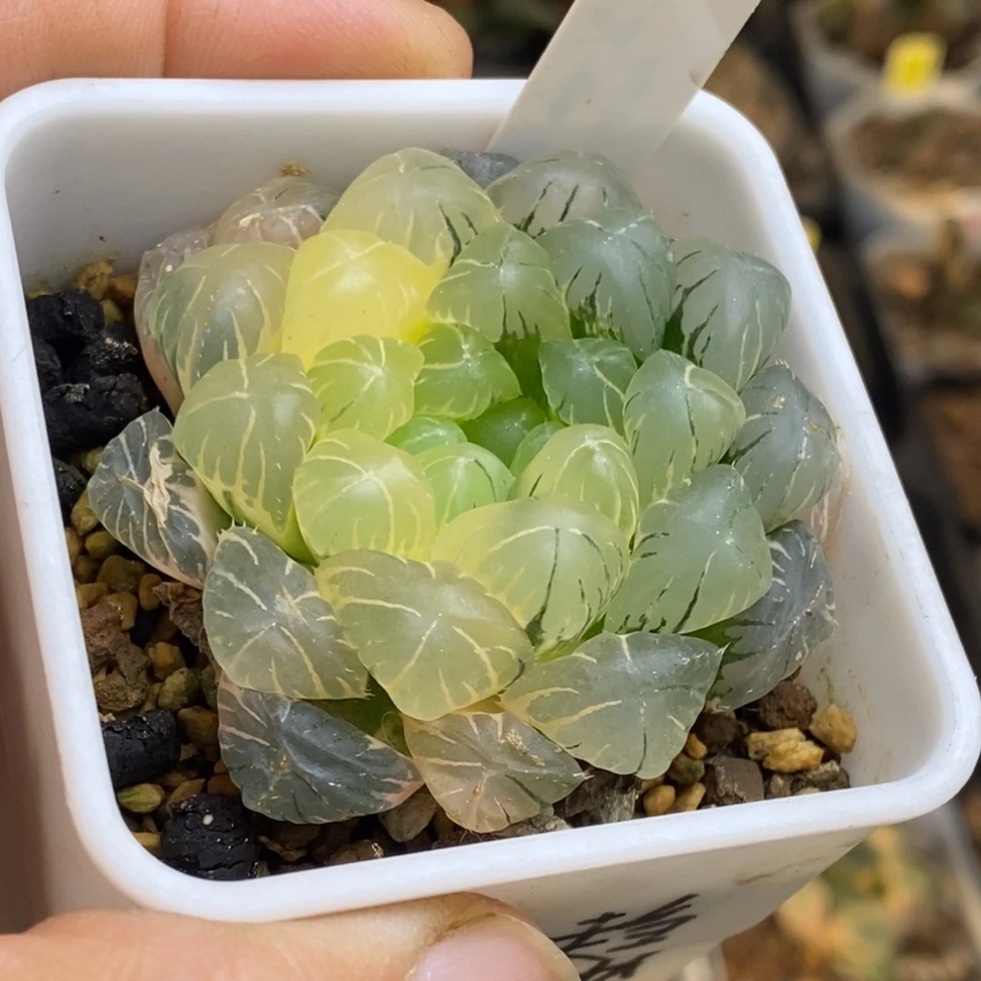 616号糊斑趋势湖水