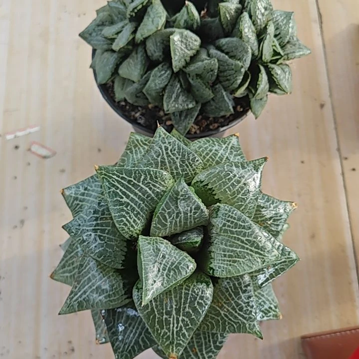 两颗多肉植物原盆土