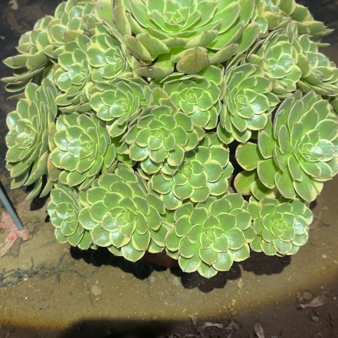 粉花妖多肉法师377号