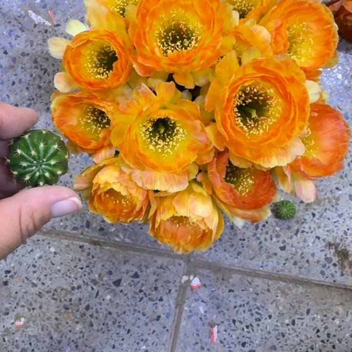 220丽花橙羽毛歪无根侧牙3公分左右，20包邮