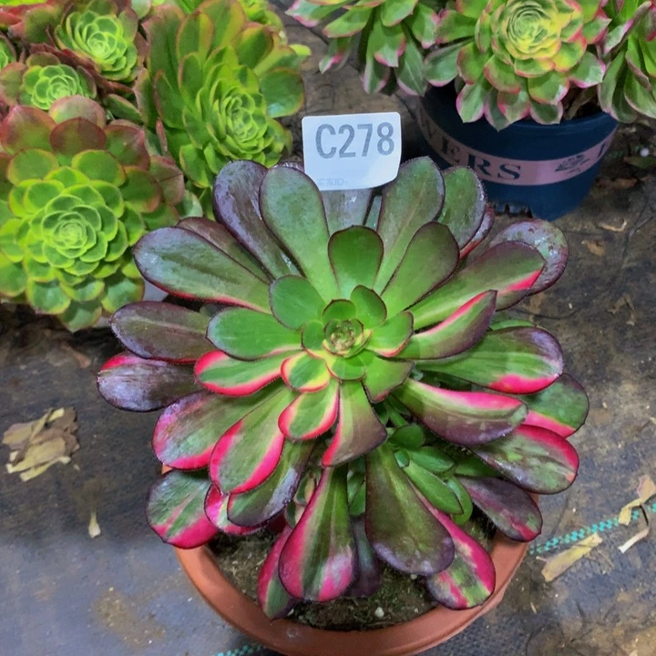 染*花蝴蝶27800000000