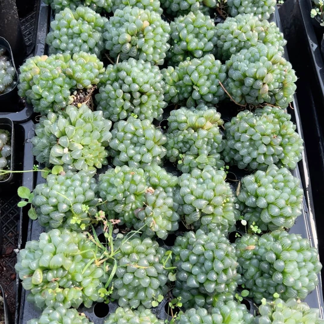 孙氏玉露多肉植物一颗