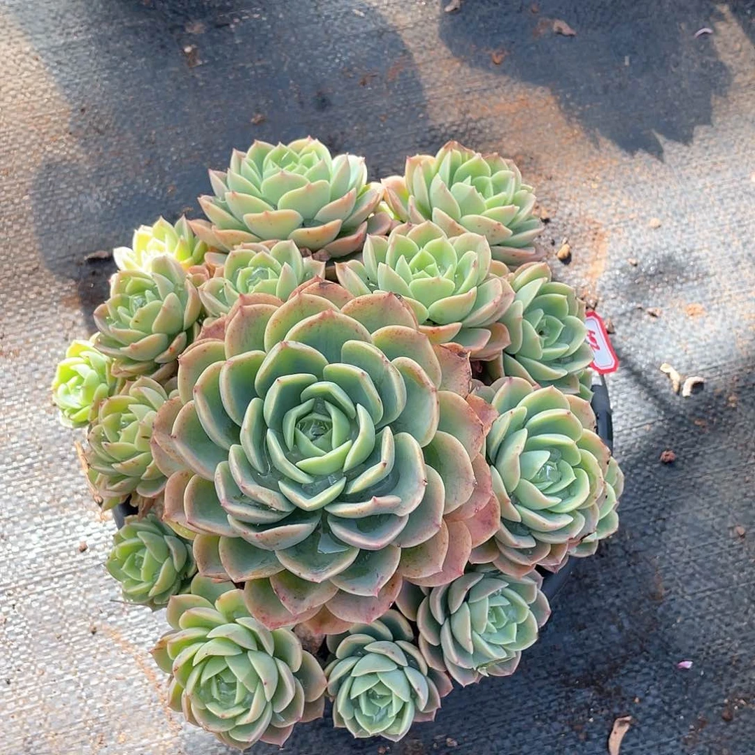 602哈密瓜年尾清货一物一拍多肉