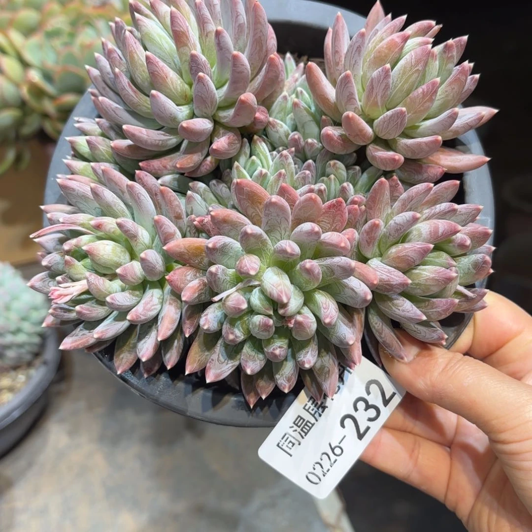 危****柳同温层多肉炫彩星232