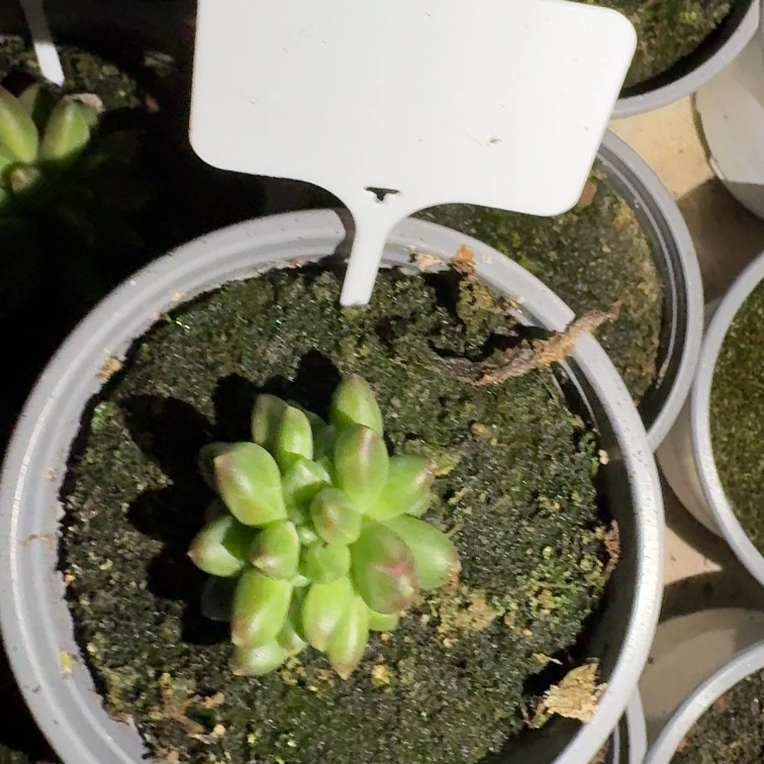 蒂尔曼缀7777777777777777