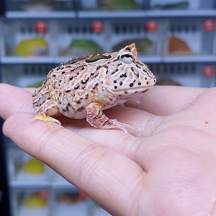 特价秒杀活动蛙蛙