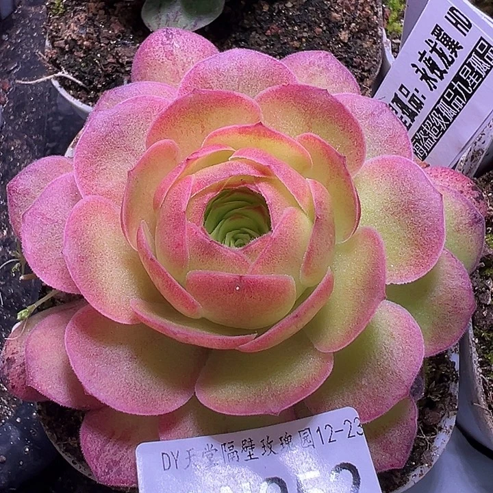 露妮352粉黄色永夜龙翼HD