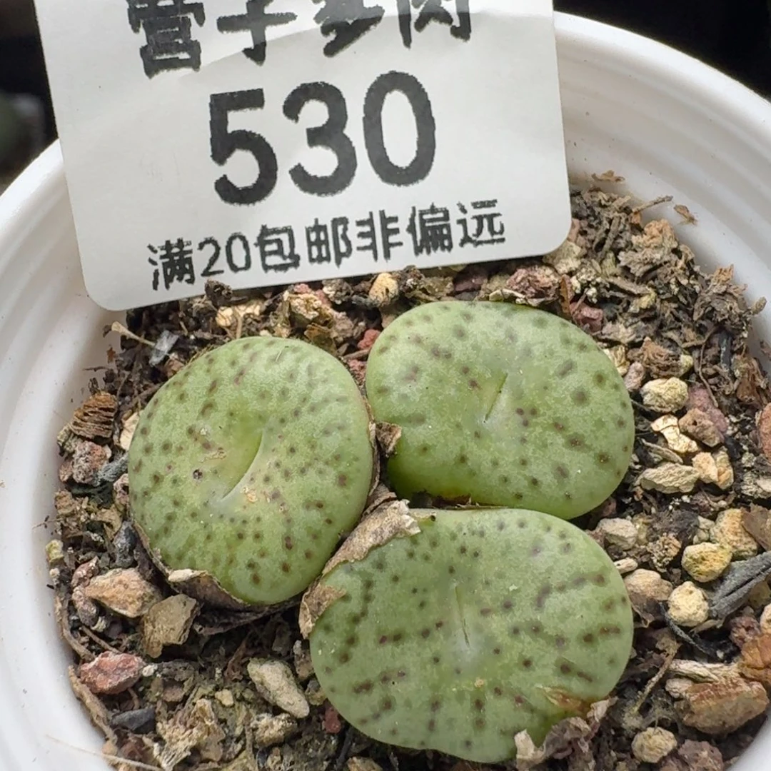安贞。