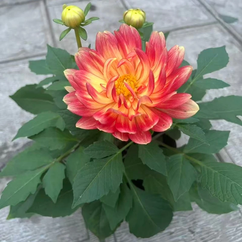 重瓣小丽花盆栽带花苞四季开花室内外可养观赏花卉易成活庭院花