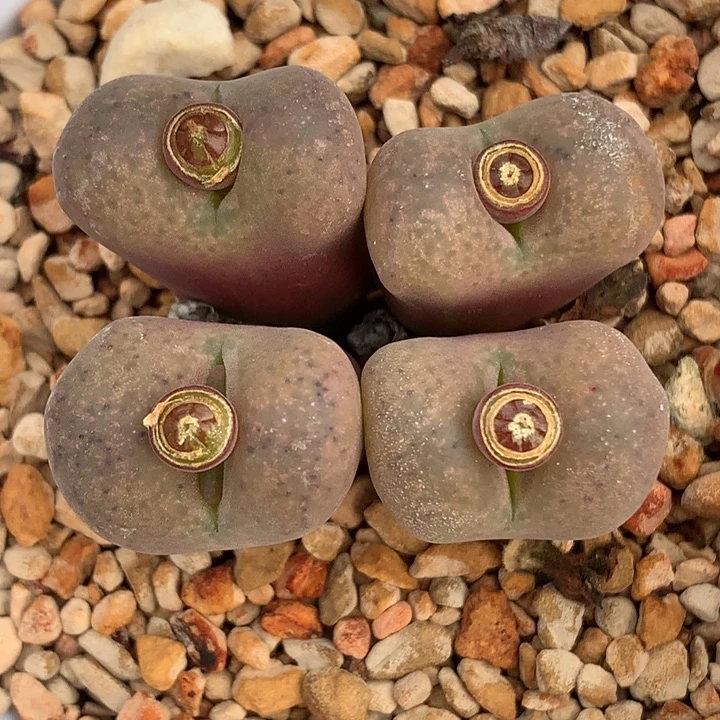 精品多肉植物风铃杂交