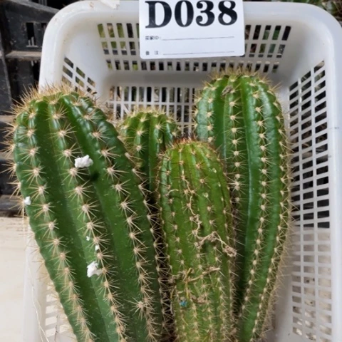 种子苗毛花品种d 038