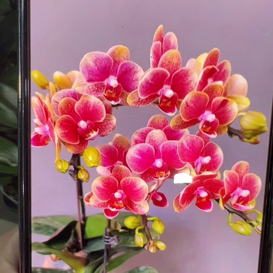当前无花栽培后可以开花带花剑金蝶凑单发货
