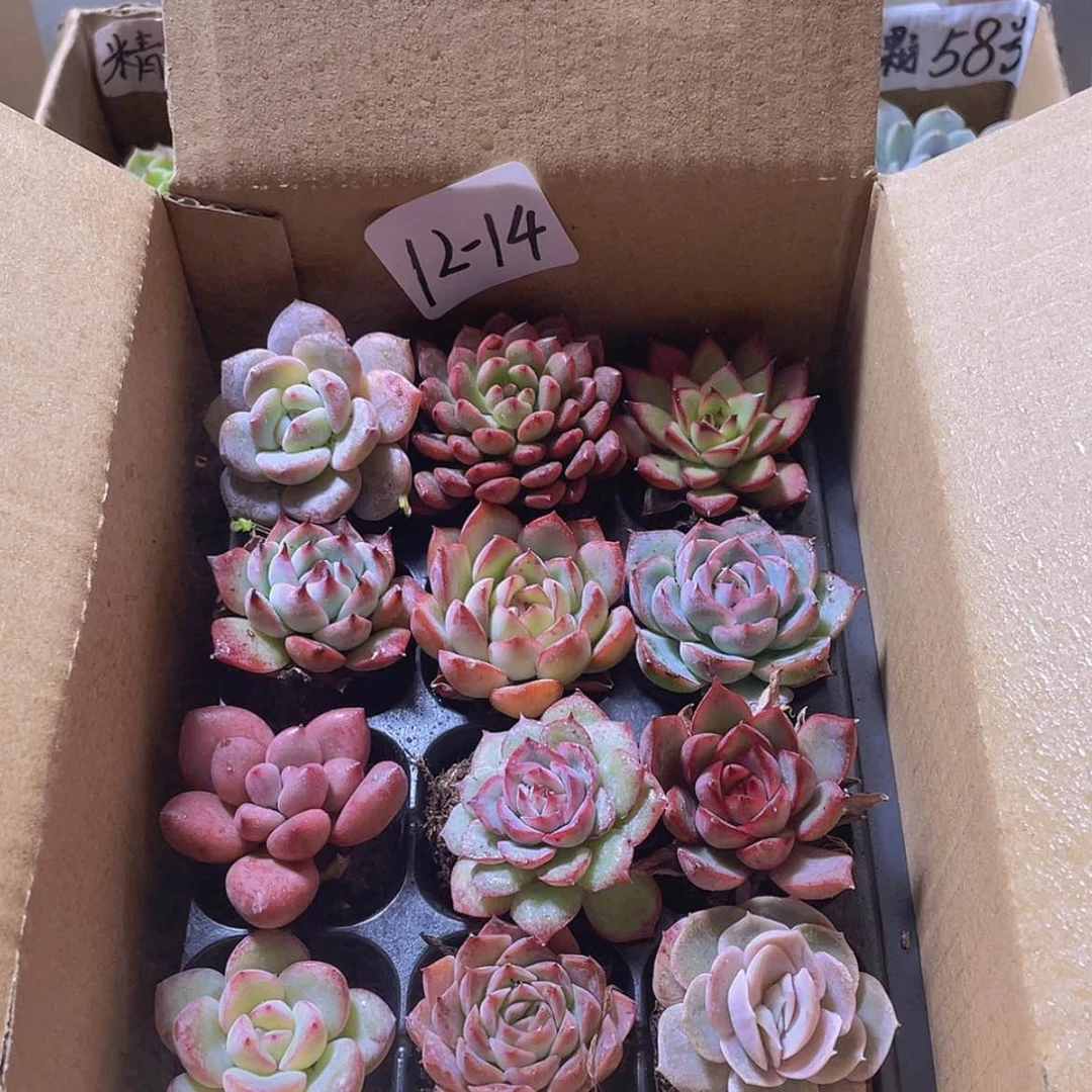 【闪购商品】12颗-14