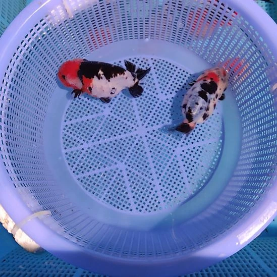 金鱼051兰寿两只特价顺丰包邮