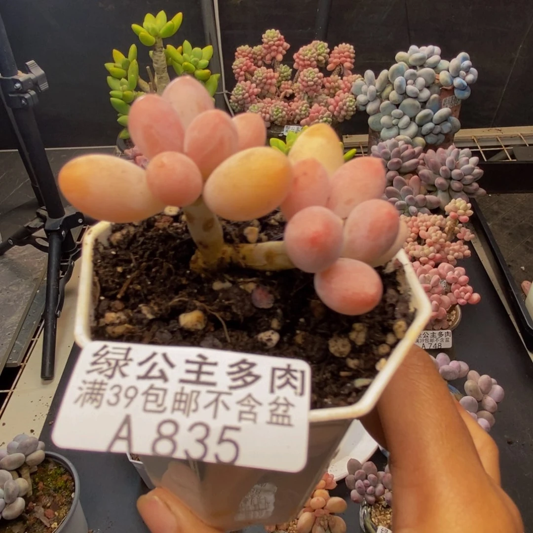 835香水手指奶多肉4c m