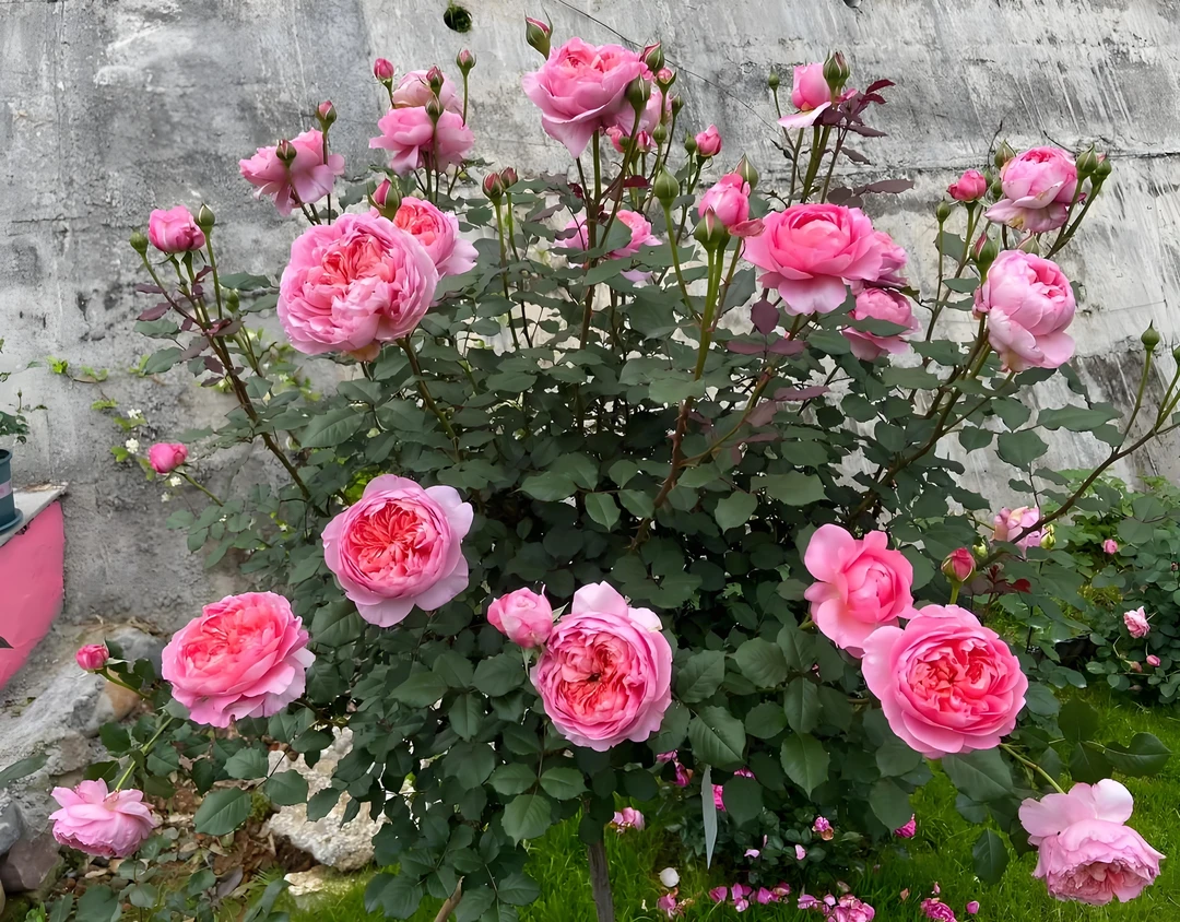 桃染     棒棒糖月季（修剪发货）