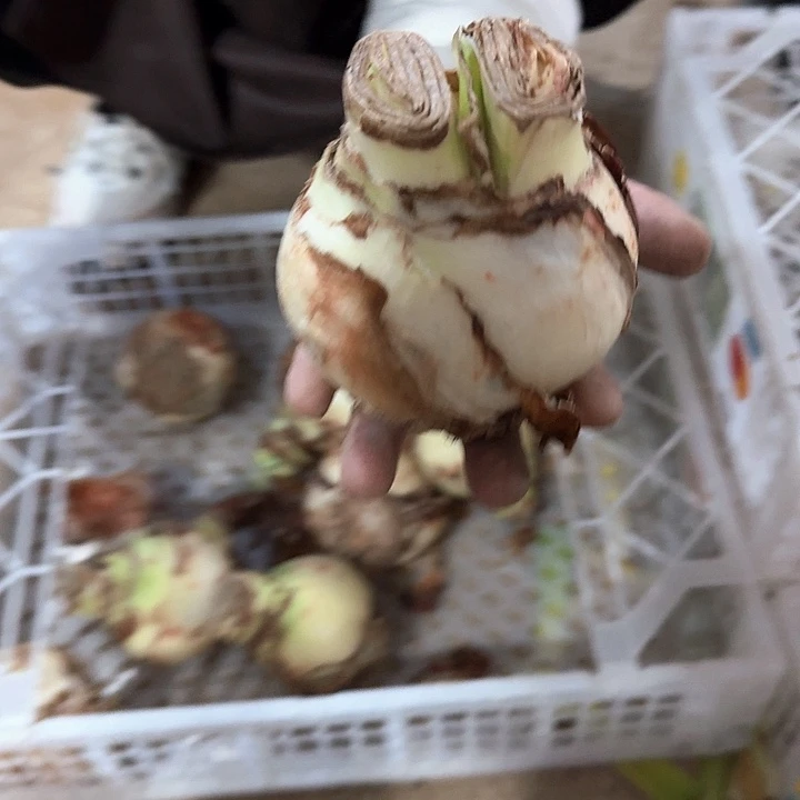 *****爱神双胞胎一个，，，，