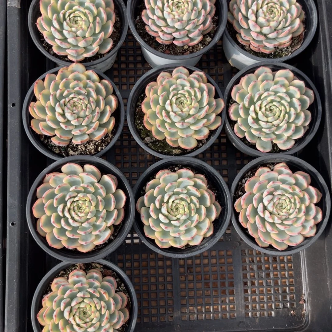 云尘多肉一物一拍678，1棵