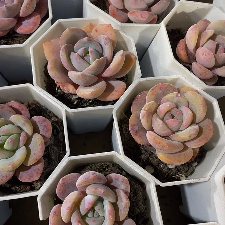 八角盆风城带盆土