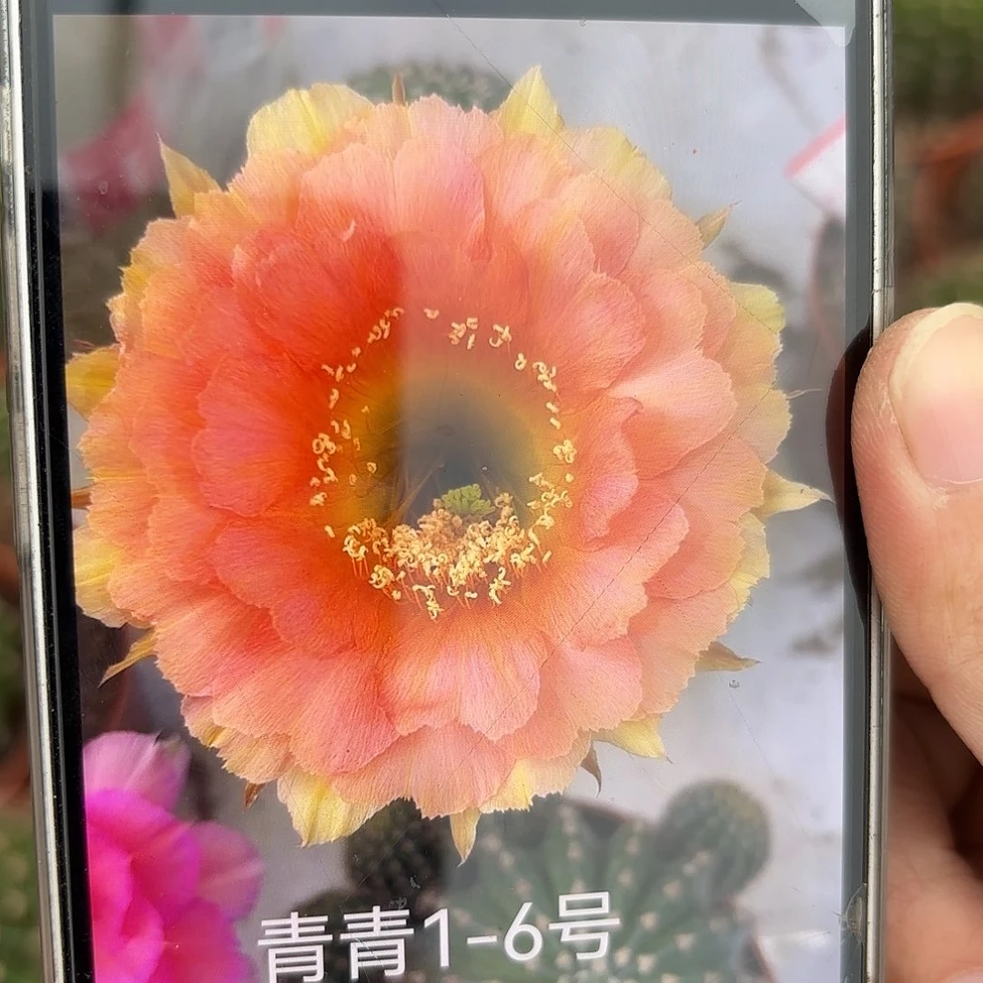 彩草1-6号6.5公分左右