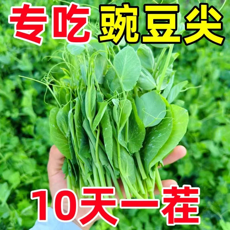 速生无须豌豆苗种子豌豆尖种子水培荷兰豆豌豆尖芽菜种子阳台盆栽