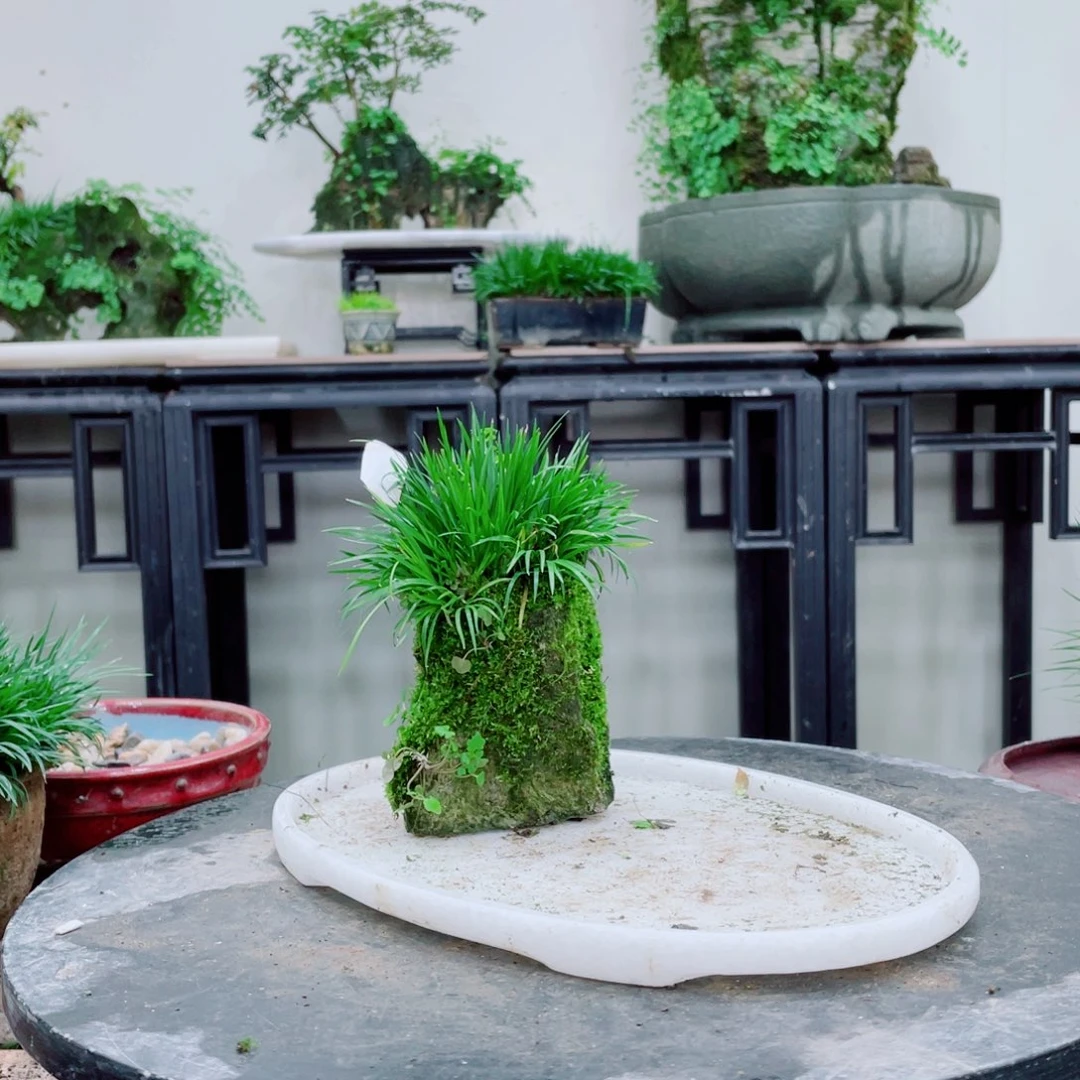 无铅玻璃金*铁线蕨铁线蕨铁线蕨