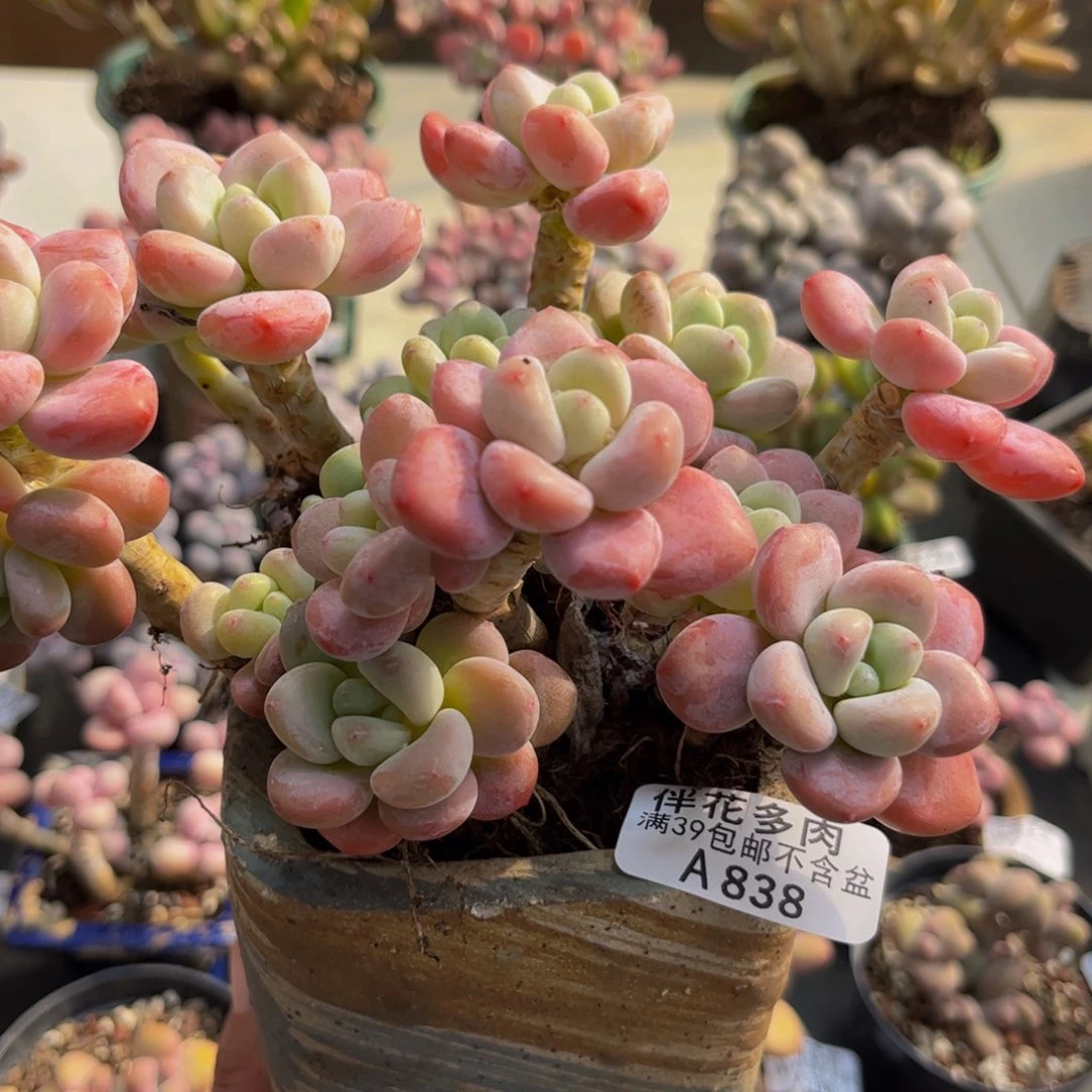 838/13cm樱花洛神多肉