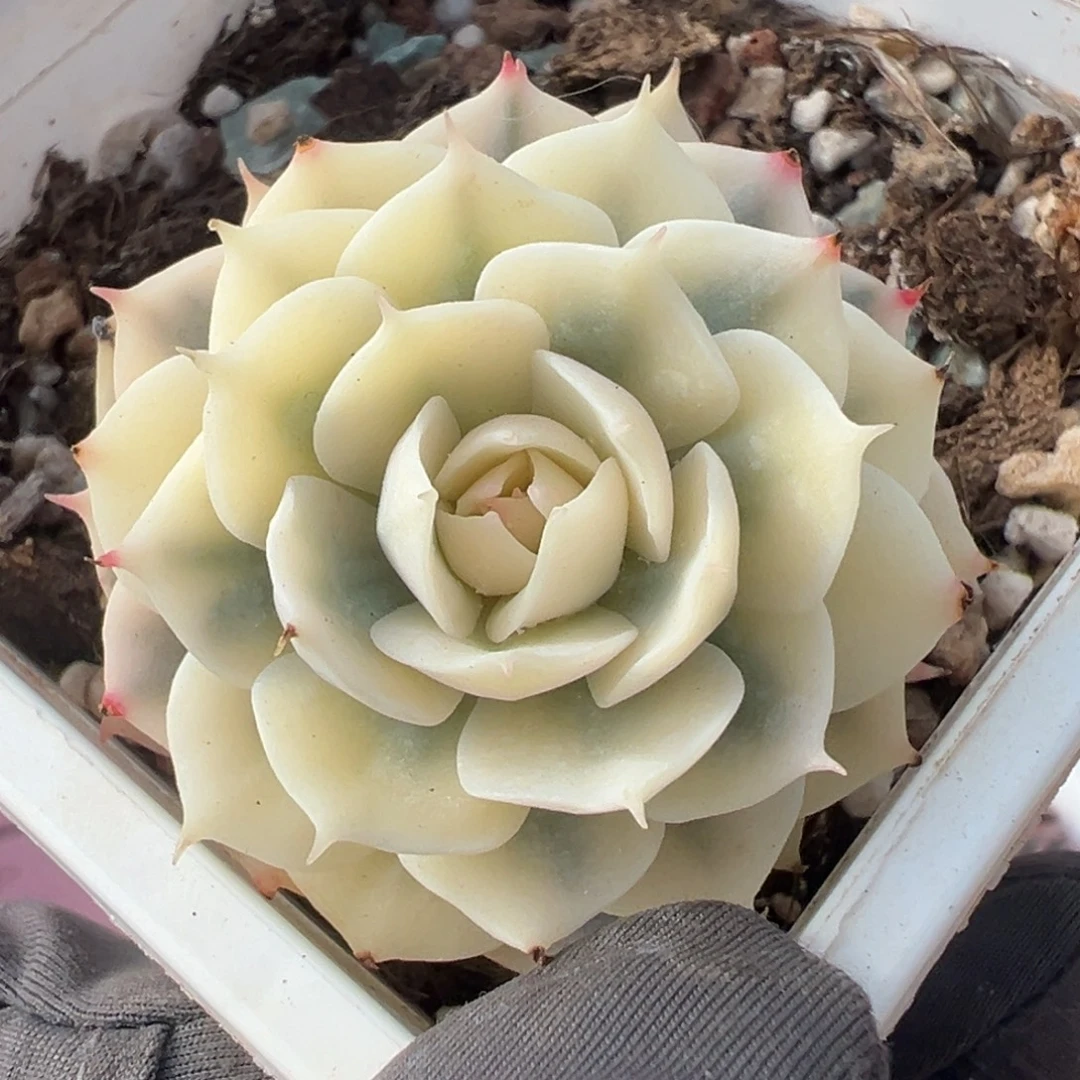 雪域锦，覆轮锦多肉