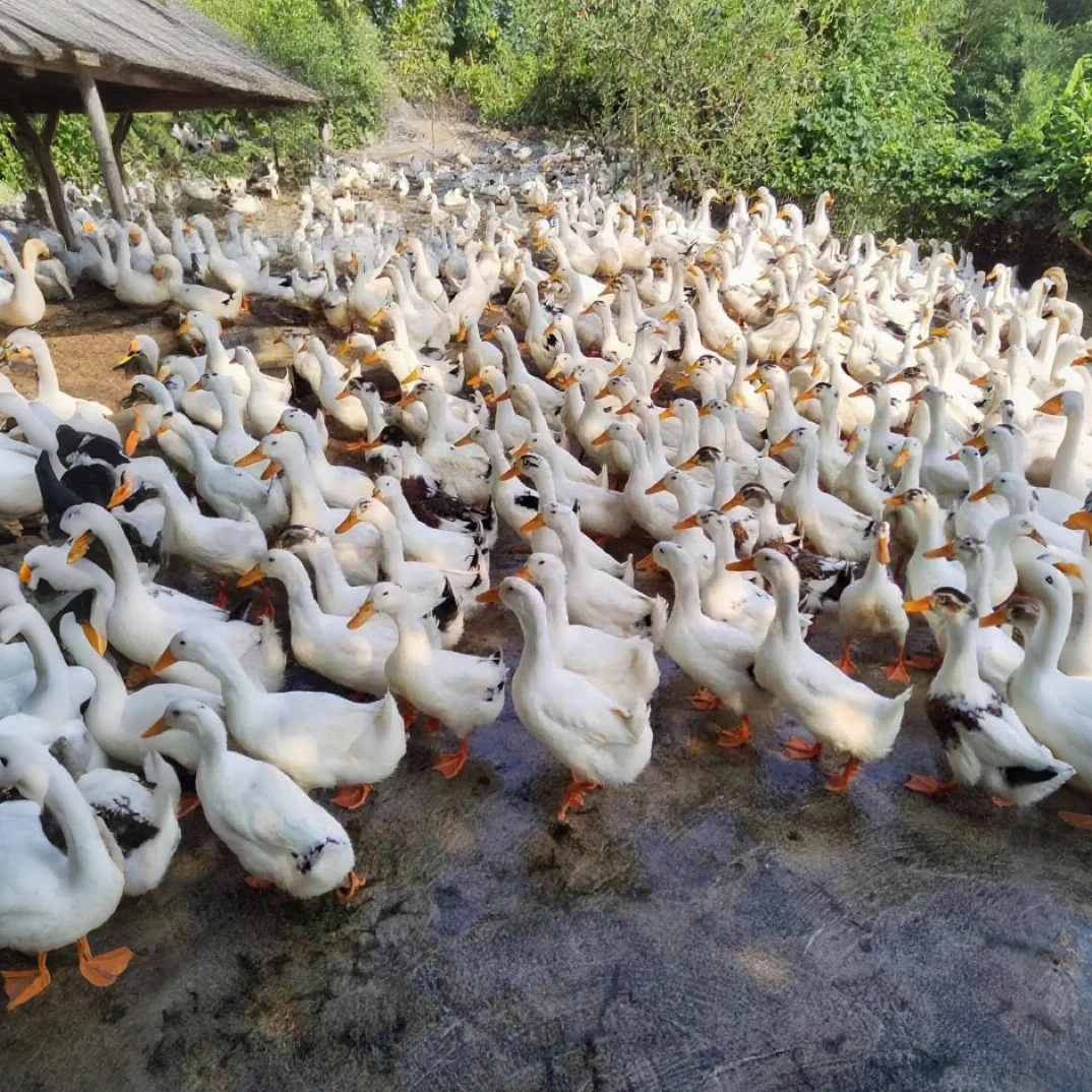 宠物花边鸭可产蛋顺丰包邮
