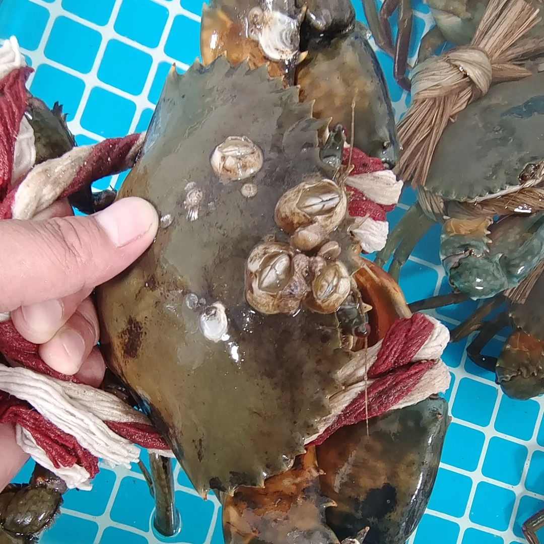 活发巨无霸大号青蟹 生猛包邮到家 肉肥味鲜北部湾大公蟹