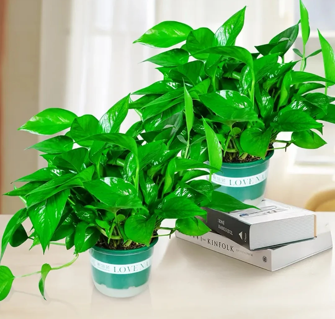 彩色加仑盆绿萝室内绿植手工扦插盆栽吸甲醛净化空气养护简单易活