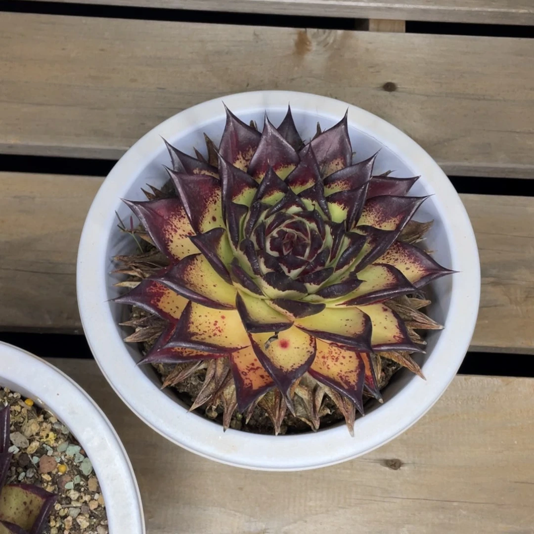 学*多肉植物，山人园艺