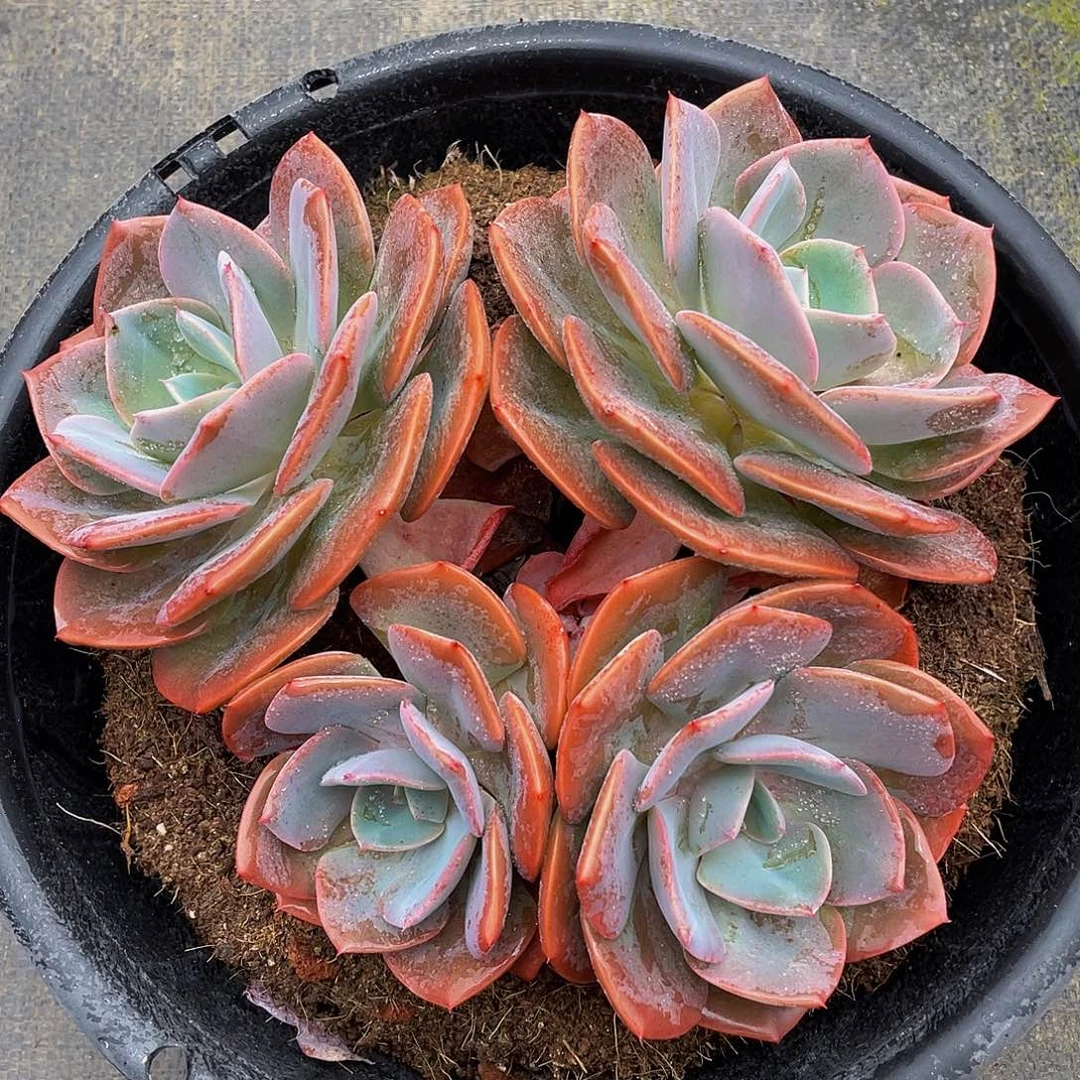 尘埃玫瑰多肉植物3331