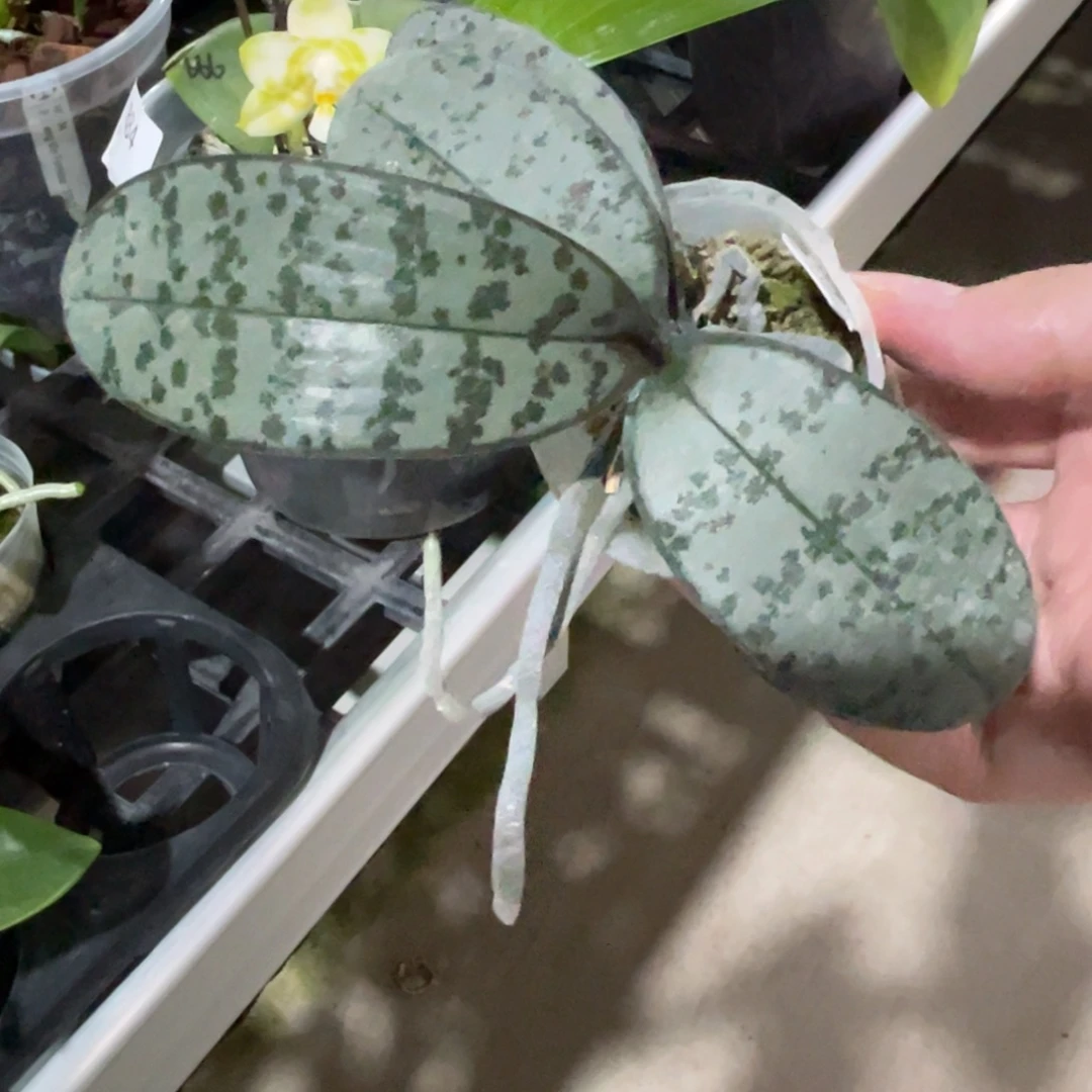 完全开放SWR M929-667