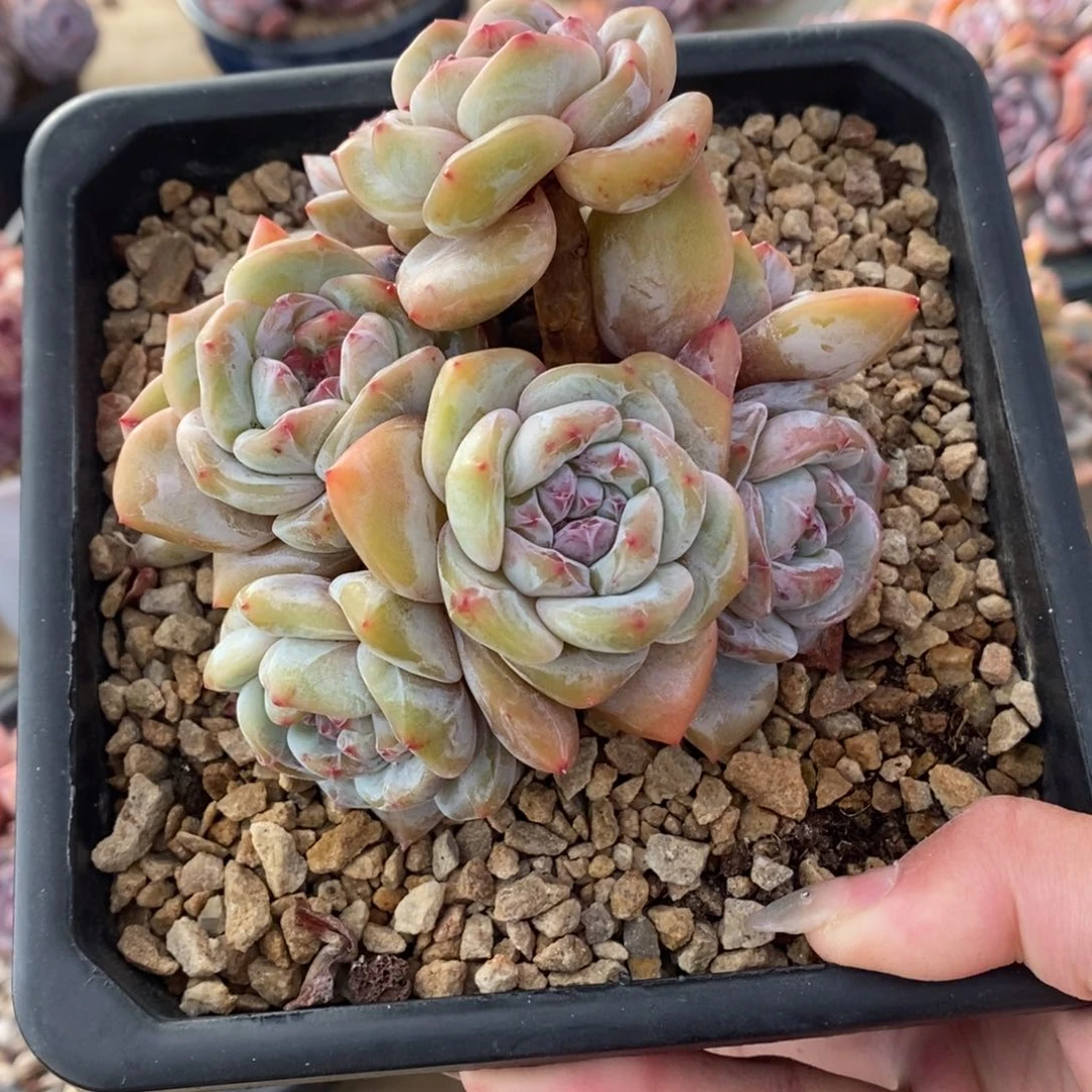 八头黄底紫心短肥圆大肥包子