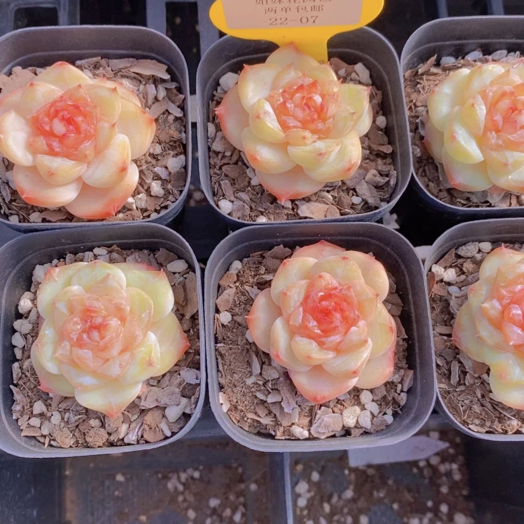 22-07-福利精品糖心两个