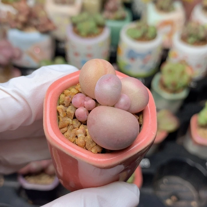 猫***帅库福奶酪 一物一拍