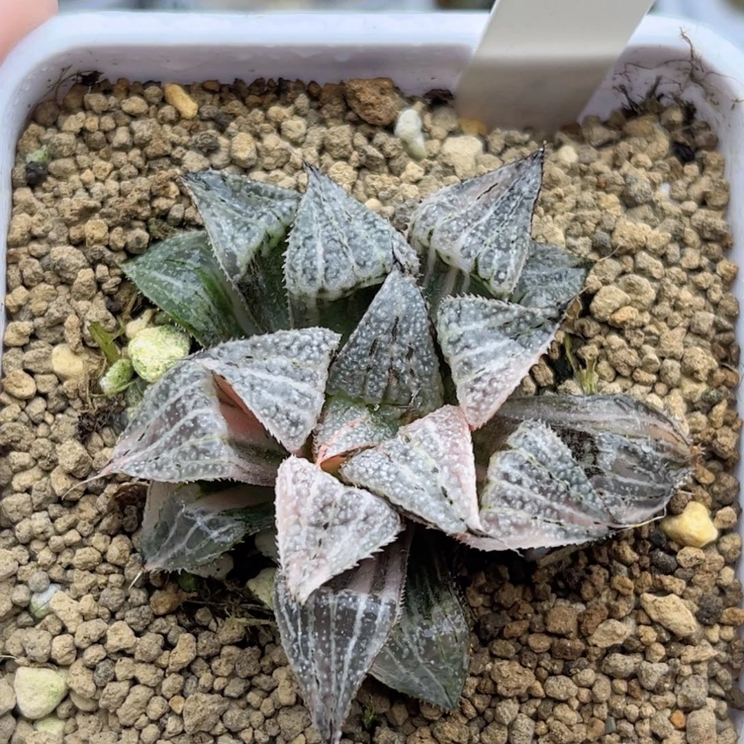 79雪景色锦福利专场