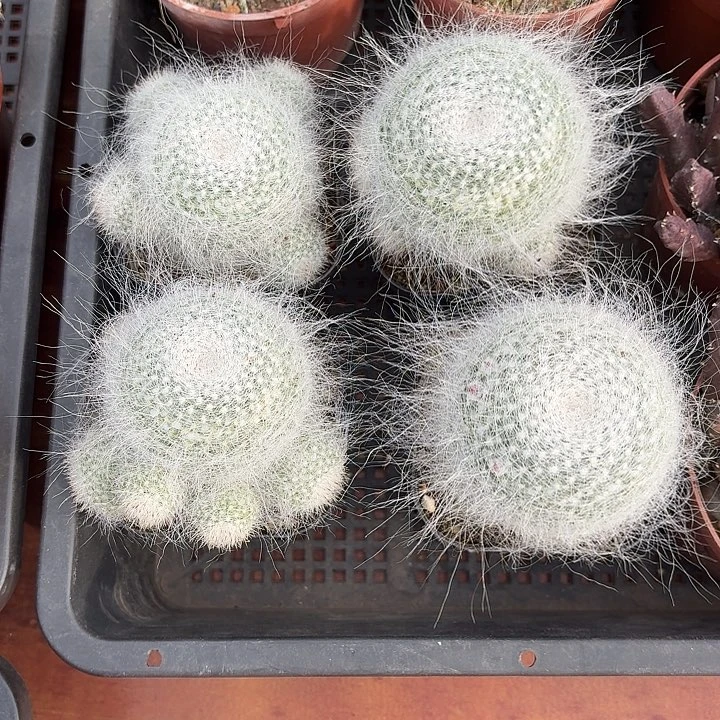 雪原玉翁仙人球123