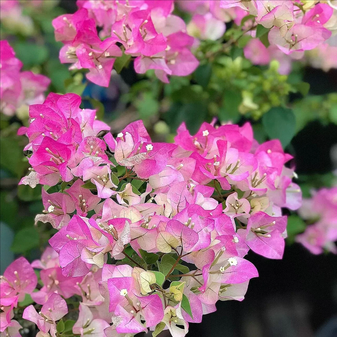 【绿樱】三角梅四季开花勤花阳台院子室内好养飘枝爬藤基地不带花