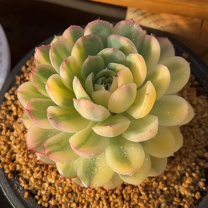 草莓冰锦 夏鸣园艺