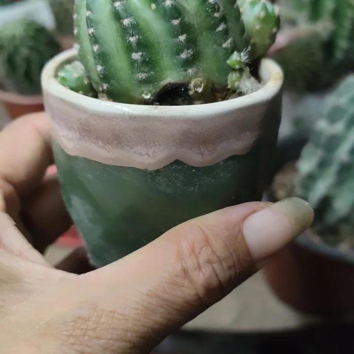 仙人球丽花红召和带根带盆瑕疵