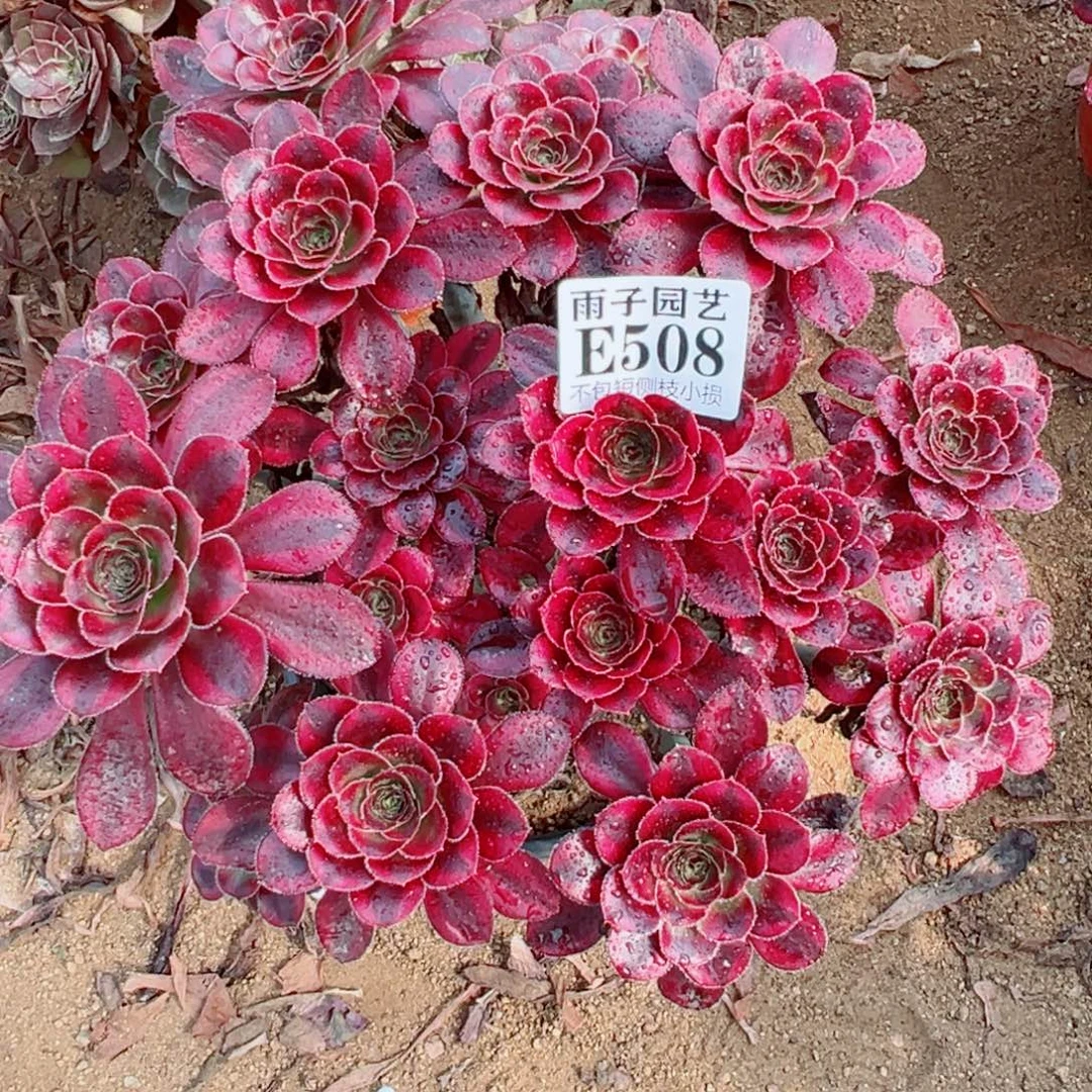 508丽娜尺寸22左右