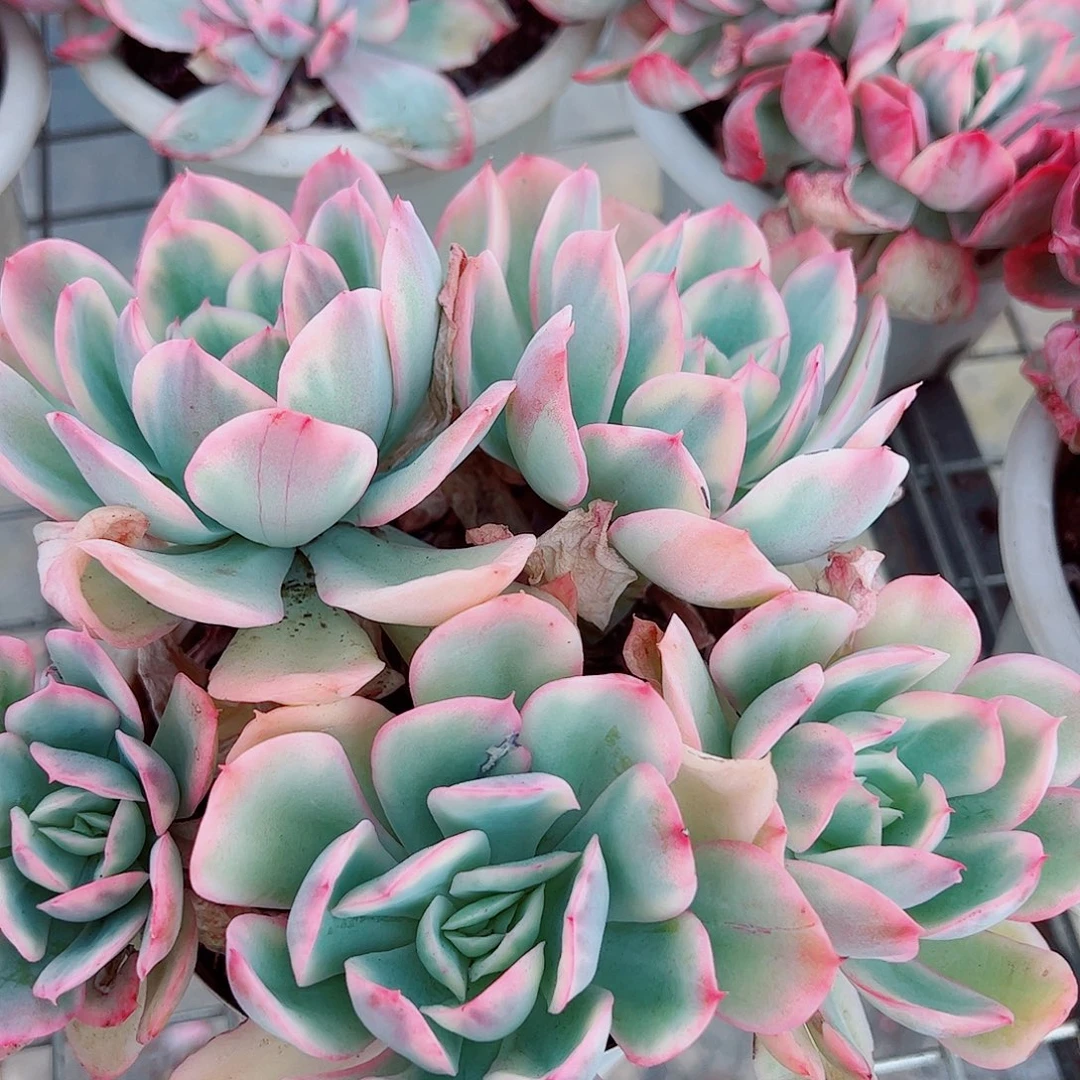 绮罗仙子锦多头造型精品