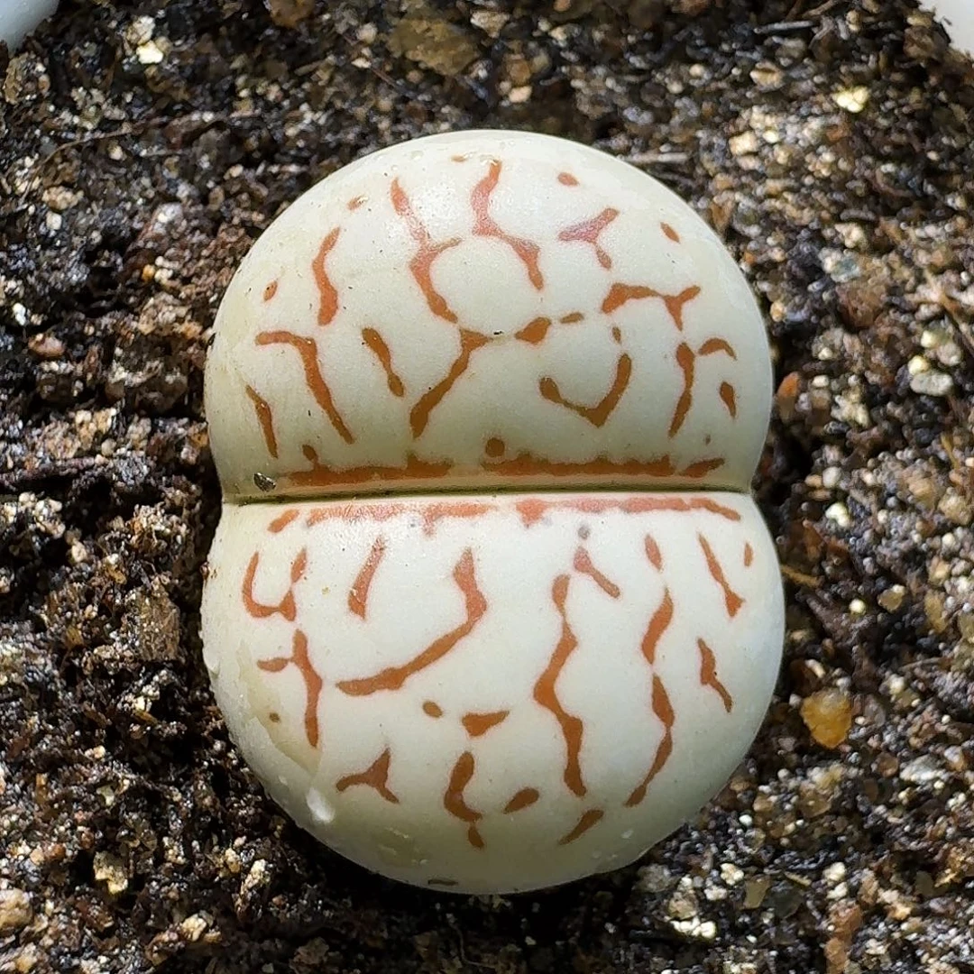 生石花111121。  307
