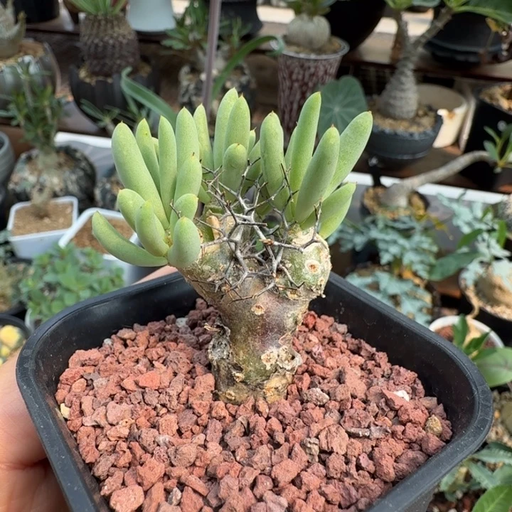 钢丝球万物想314 仙人球