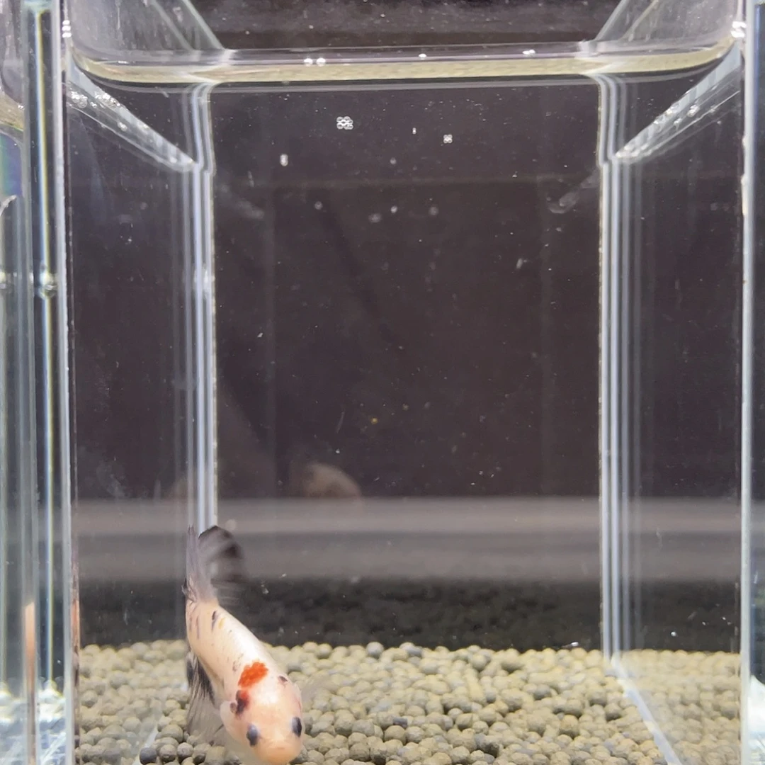 斗鱼17号koi熊猫将军公