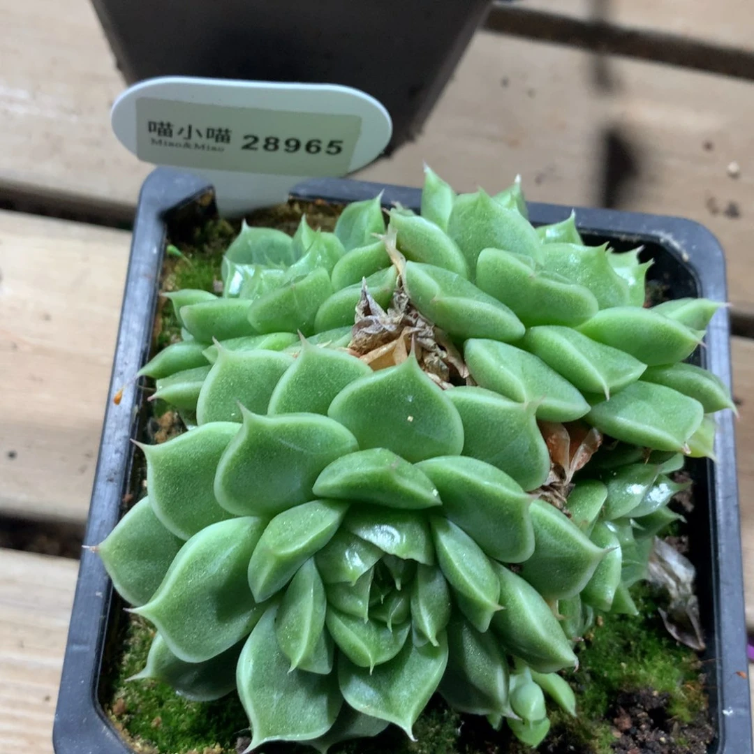 南****多肉植物东云珍妮