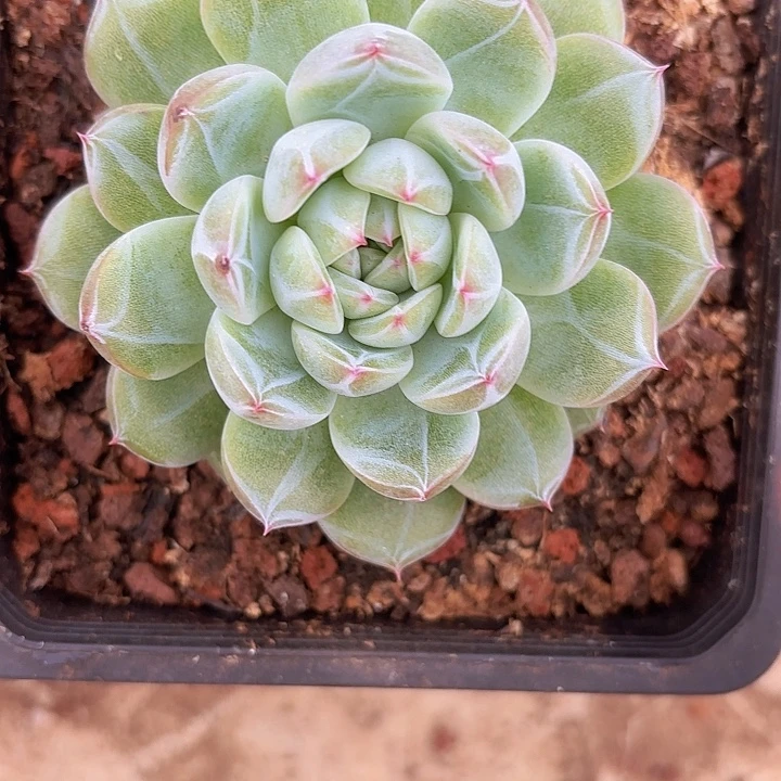 雪花珍妮（拍满18包邮）